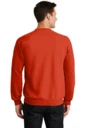Back model photo